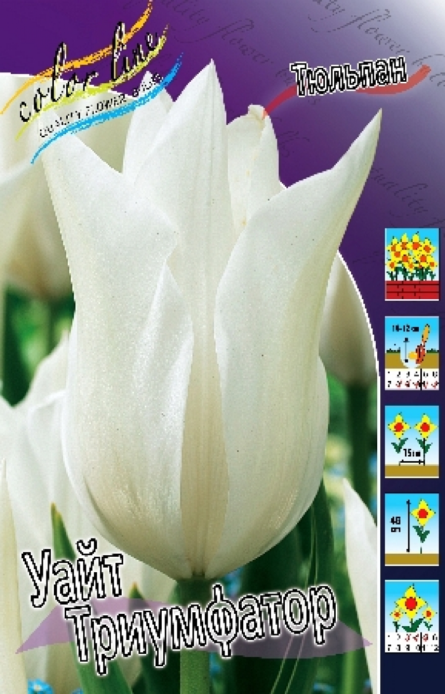 White Triumphator тюльпан