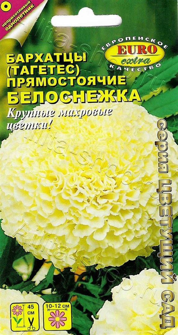 Семена белоснежка. Бархатцы Белоснежка прямостоячие Тагетес. Бархатцы Белоснежка 0,05гр.