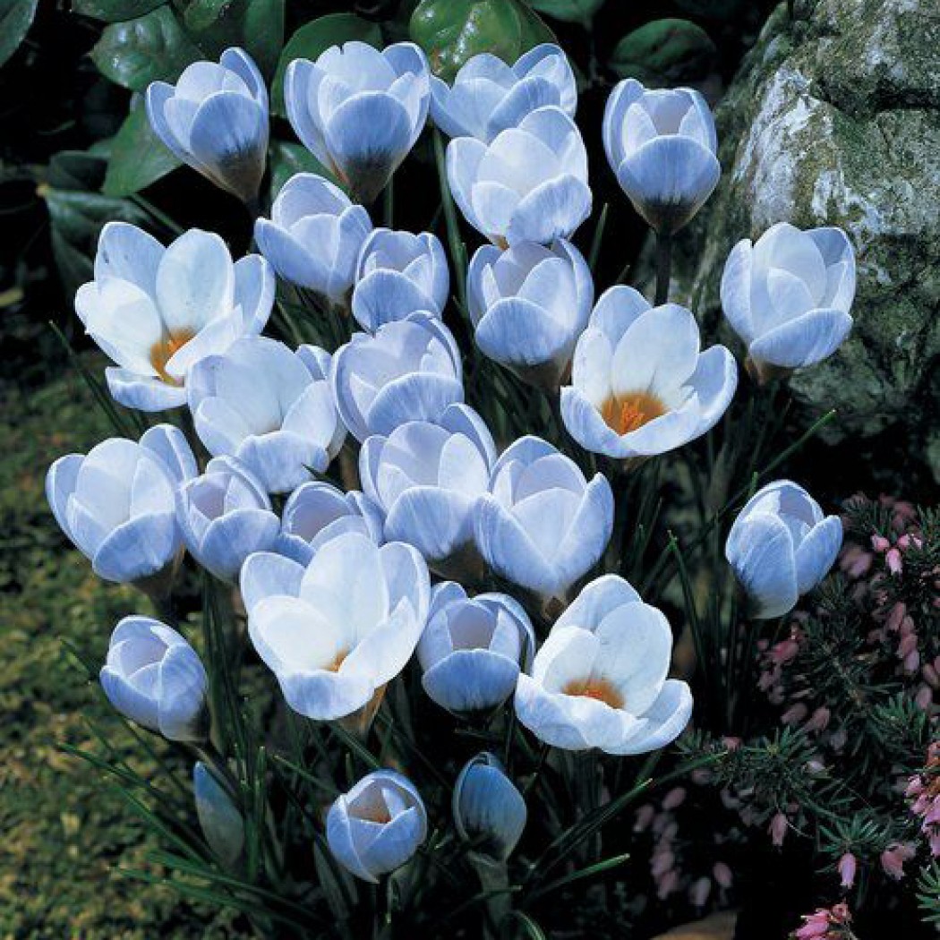 Какие цветы существуют. Крокус Ботанический Блу Перл. Крокус Crocus chrysanthus Blue Pearl Блю Перл. Крокус Ботанический бл. Крокус Блу Перл 10шт 5/+.